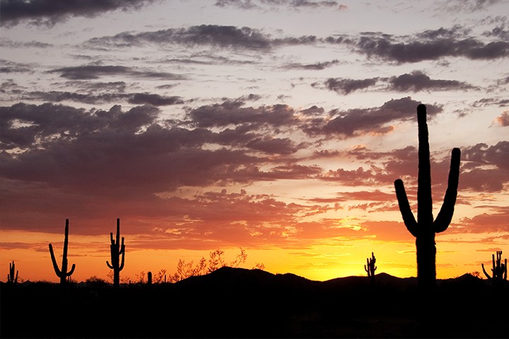 Pelatihan Musim Semi Bukan Satu-satunya Permainan di Kota:14 Hal yang Tidak Dapat Anda Lewatkan di Perjalanan Arizona Anda 